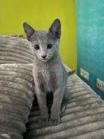 BLAUW RUS  KATERS MET  STAMBOOM, Kater, Gechipt, 0 tot 2 jaar
