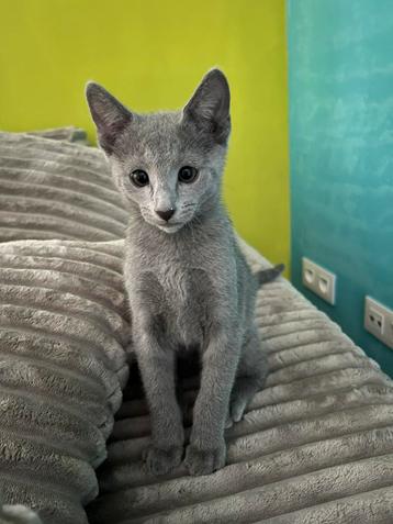 CHATS BLUE RUS AVEC ARBRE GÉNÉALOGIQUE, Chat, Vermifugé, 0 à 2 ans