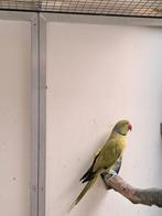 Halsband.( opaline), Dieren en Toebehoren, Vogels | Parkieten en Papegaaien, Mannelijk, Parkiet, Geringd