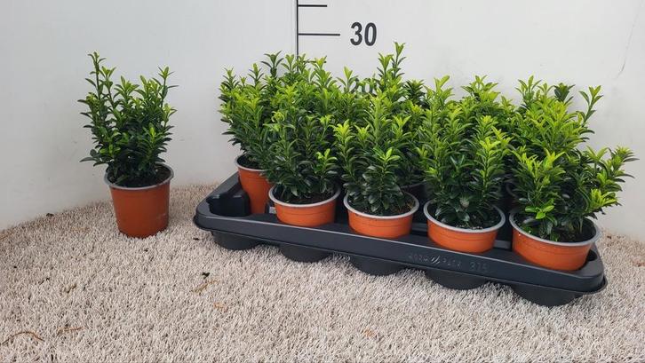 Euonymus japonicus Green Spire, Tuin en Terras, Planten | Tuinplanten, Ophalen