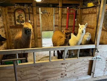 4 jonge alpaca's te koop 