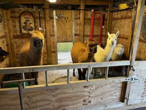 4 jonge alpaca's te koop, Dieren en Toebehoren, Overige Dieren, Meerdere dieren