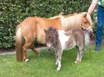 Merrie met Merrieveulen., Dieren en Toebehoren, Pony's, Merrie