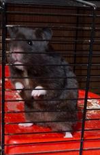 Hamster vrouwtje van Augustus 2024, Dieren en Toebehoren, Knaagdieren, Hamster, Augustus, Vrouwelijk, Tam