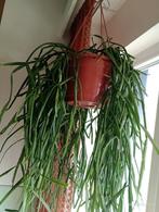 RIPHSALIS Groene hangplant voor binnen, Huis en Inrichting, Kamerplanten, Ophalen, Vetplant, Halfschaduw, In pot