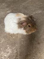 2 langharige sheltie cavias (vader en zoon)., Octobre, Cobaye