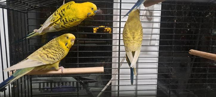 Perruches, Animaux & Accessoires, Oiseaux | Perruches & Perroquets