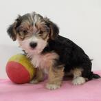 Morkie (Maltezer X Yorkshire) Belgische pups te koop, België, CDV (hondenziekte), 8 tot 15 weken, Meerdere