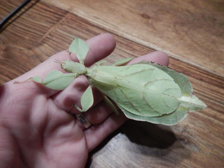 Wandelende bladeren Phyllium letiranti 'Tataba', Dieren en Toebehoren, Insecten en Spinnen, Wandelende tak