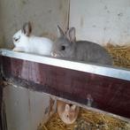 Jonge  kleurdwergen, Dieren en Toebehoren, Konijnen, Mannelijk, Dwerg, 0 tot 2 jaar