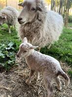 Quessant schaapjes: rammetje + moeder, Meerdere dieren, Schaap, 0 tot 2 jaar