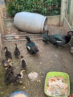 Eenden, Dieren en Toebehoren, Pluimvee