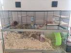 Kooi knaagdieren + toebehoren, Dieren en Toebehoren, Kooi, Gebruikt, Hamster, 75 tot 110 cm