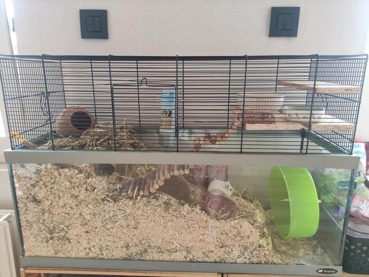 Kooi knaagdieren + toebehoren, Dieren en Toebehoren, Knaagdieren en Konijnen | Hokken en Kooien, Gebruikt, Kooi, Minder dan 60 cm