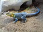 Halsbandleguaan  Crotaphytus collaris, Dieren en Toebehoren, Reptielen en Amfibieën, Amfibie, Tam, 3 tot 6 jaar
