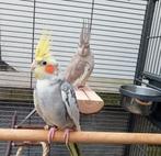 2 calopsitte avec cage + tout les accessoires, Plusieurs animaux, Perruche
