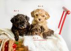 Schattige hypoallergene pups, Dieren en Toebehoren, België, Fokker | Hobbymatig, Overige rassen, CDV (hondenziekte)