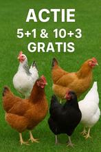 jonge kippen DIRECT EITJES actie 5 + 1 GRATIS 0499/082381, Dieren en Toebehoren, Pluimvee, Vrouwelijk, Kip