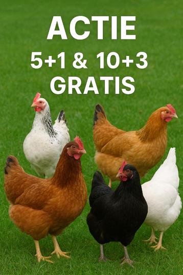 jonge kippen DIRECT EITJES actie 5 + 1 GRATIS 0499/082381 beschikbaar voor biedingen