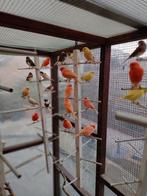 kanaries, Dieren en Toebehoren, Vogels | Kanaries, Meerdere dieren, Kleurkanarie