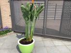 Strelitzia, Tuin en Terras, Planten | Tuinplanten, Ophalen, Zomer