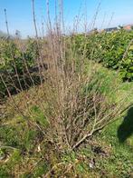 Liguster vulgare, Ophalen of Verzenden, Liguster, Haag