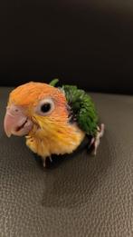 Super tamme caiques, Tam