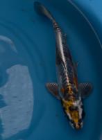 Doitsu Beni Kikokuryu, Dieren en Toebehoren, Karper of Koi
