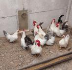 Chabo's, Dieren en Toebehoren, Mei