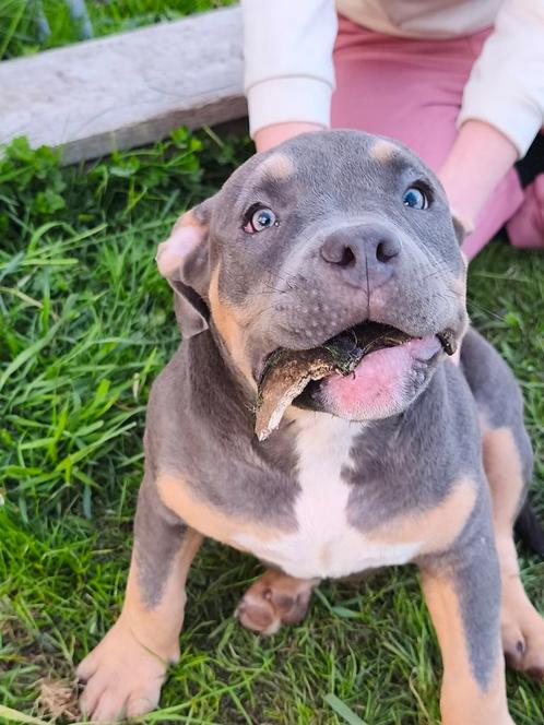 American Bully ABKC Pocket, Dieren en Toebehoren, Honden | Bulldogs, Pinschers en Molossers, Meerdere dieren, Overige rassen, Fokker | Hobbymatig