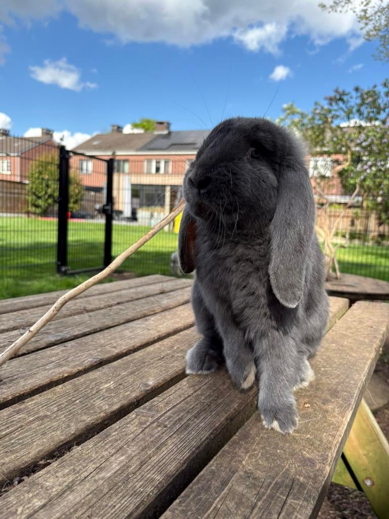 Franse hangoor ram, Dieren en Toebehoren, Konijnen, Hangoor