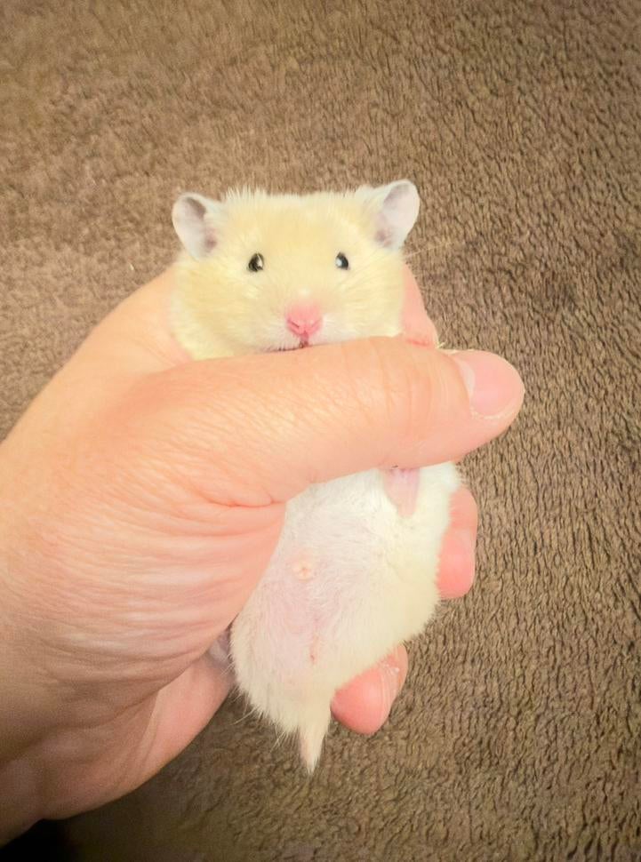 Hamster dore Hamster syrien à poil long, Animaux & Accessoires, Rongeurs, Mâle, Hamster, Février, Domestique