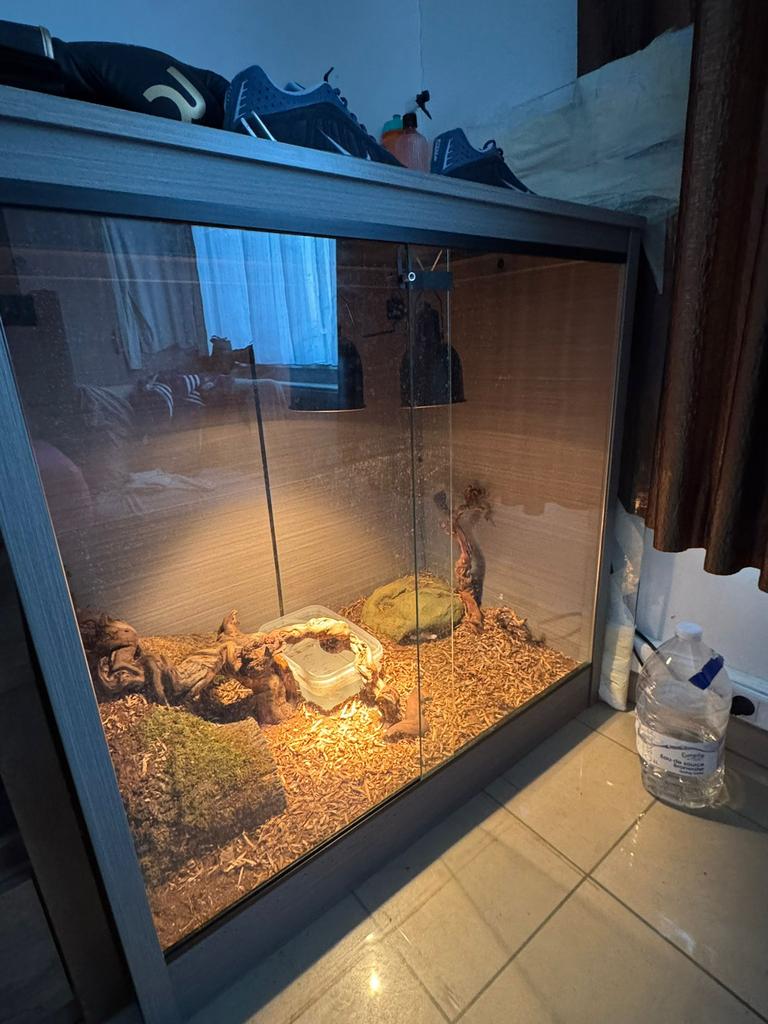 Terrarium + 6 koningpythons, Ophalen, Zo goed als nieuw