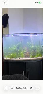 Aquarium, Dieren en Toebehoren, Ophalen, Gebruikt