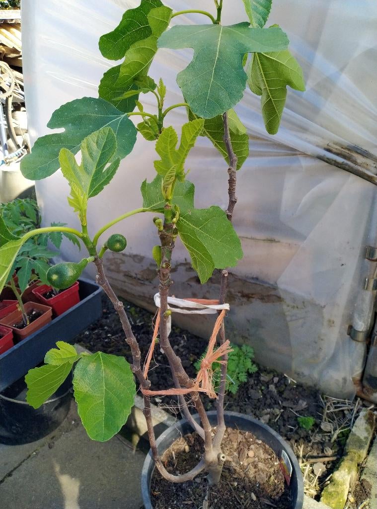 Vijgenboom 3jr met kluit brown turkey, Ophalen, Vijgenboom