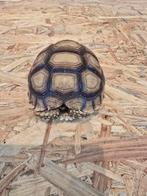 Tortue Sulcata, Tortue