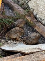 chinese dwergkwartel, Dieren en Toebehoren, Vogels | Overige Vogels, Vrouwelijk
