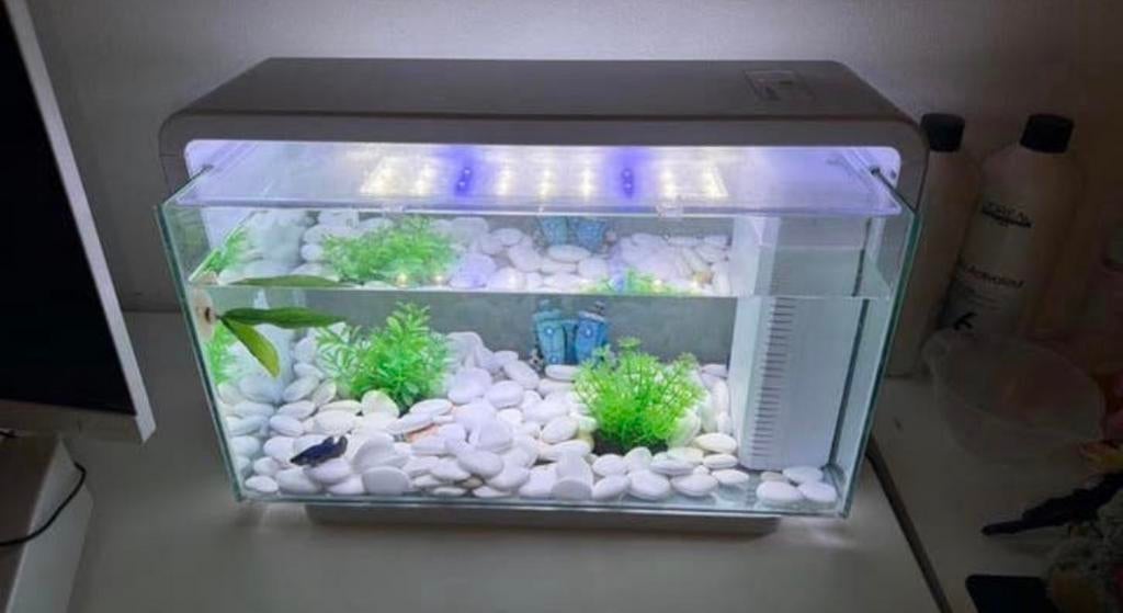 aquarium led jour/nuit + 2 combattantes et les accesoires, Animaux & Accessoires, Enlèvement, Comme neuf