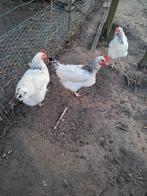 Broedeieren legkippen, Dieren en Toebehoren, Pluimvee