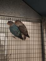 Dwergpapegaai baby's, Ophalen