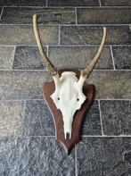 Damhert Gewei Spitser op houten schild Jacht Mancave g25, Ophalen of Verzenden, Zo goed als nieuw, Hert, Gewei of Kop