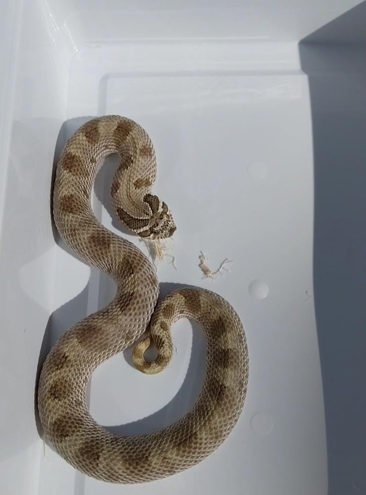 Haakneusjes 2023 - 2025, Animaux & Accessoires, Reptiles & Amphibiens