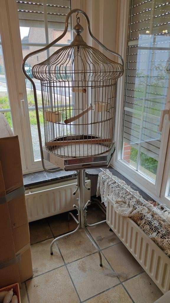 Kooi papegaai, Ophalen