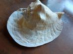 Strombus goliat mooi exemplaar afm 29,5 cm, Enlèvement ou Envoi
