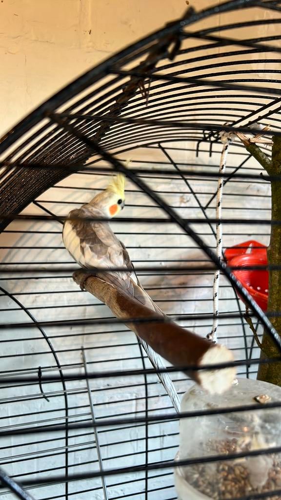 Cockatiel à vendre, Animaux & Accessoires, Oiseaux | Canaris, Mâle