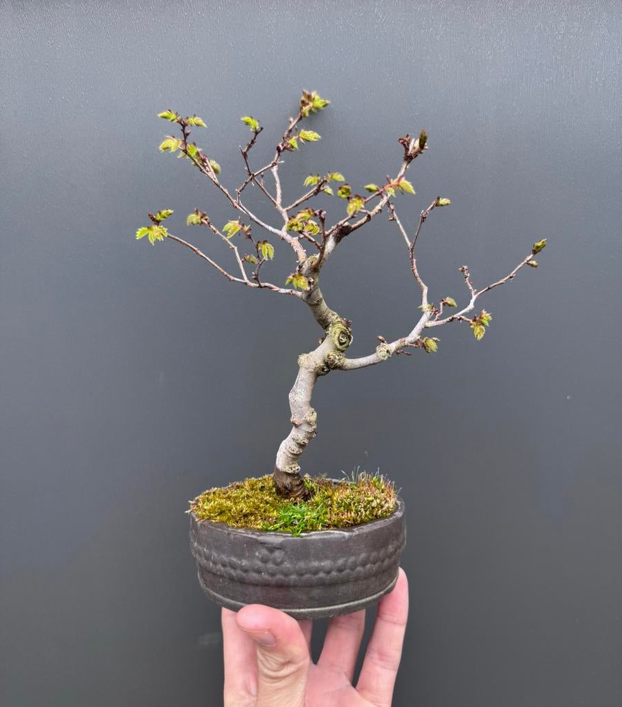Zelkova Serrata Shohin bonsai, Tuin en Terras, Halfschaduw, Overige soorten, Lente, Minder dan 100 cm