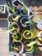 Aloë vera, Tuin en Terras, Planten | Tuinplanten, Ophalen