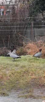 Manegansjes mannelijke siereendjes, Animaux & Accessoires, Mâle, Canard