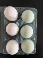 Lichtblauwe broedeieren te koop, Dieren en Toebehoren, Pluimvee, Kip
