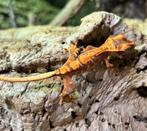 Wimper gekko ( Correlophus ciliatus ) Halloween., Animaux & Accessoires, Reptiles & Amphibiens, Autres espèces, Domestique, 0 à 2 ans